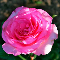 Троянда англійська Беверлі купить