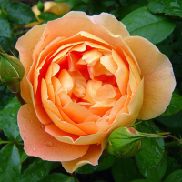 Троянда англійська Пат Остін купить