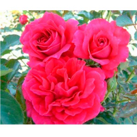 Роза англійська King Arthur (Кінг Артур) купить