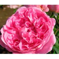 Троянда англійська Merlin (Мерлін) купить