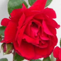 Троянда англійська The Princes Trust (Принцес Траст) купить