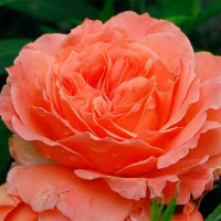 Роза англійська Belvedere (Бельведер) купить