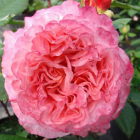 Роза англійська Augusta Luise (Августа Луїза) купить