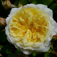 Троянда англійська Пілігрим (The Pilgrim) купить