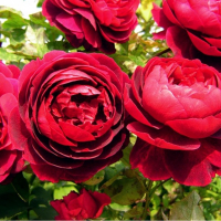 Троянда англійська Лорд Брейтвейт купить