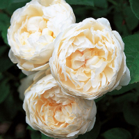 Роза английская Глемис Кастл купить