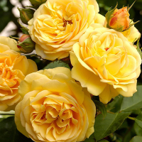 Роза англійська Чарльз Дарвін купить