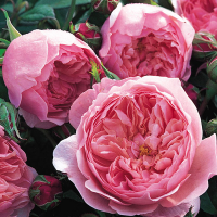 Роза англійська Принцеса Олександра оф Кент купить