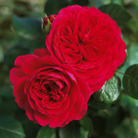 Троянда англійська Ред Леонардо да Вінчі купить