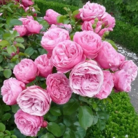 Троянда англійська Леонардо да Вінчі купить