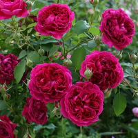 Троянда англійська Шекспір купить