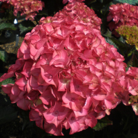 Гортензия крупнолистная Red Angel купить