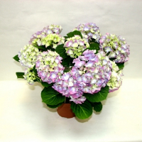 Гортензія купить