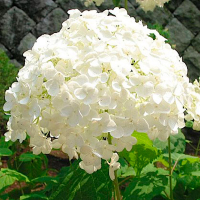 Гортензія деревоподібна Аннабель купить