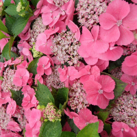 Гортензія крупнолистова Таубе купить