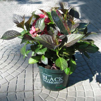 Гортензія крупнолистова Black Diamonds купить