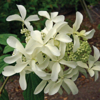 Гортензія мітловидна Грейт Стар купить