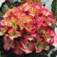 Гортензия крупнолистная микс купить