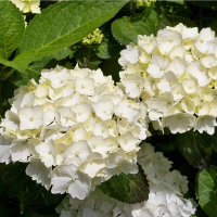 Гортензія великолистна Snowball купить