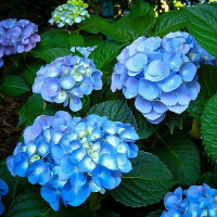 Гортензія крупнолистова купить