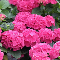 Гортензія крупнолистова мікс купить