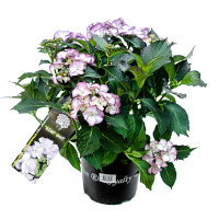 Гортензія крупнолистова Royalty Collection мікс купить