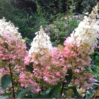 Гортензія мітловидна Пінкі Вінки купить