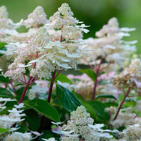 Гортензія мітловидна Ерлі Гаррі купить