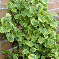 Гортензія черешкова Міранда купить