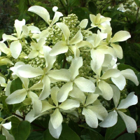 Гортензія мітловидна Great Star купить