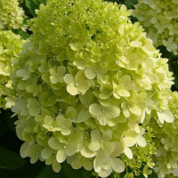 Гортензія мітловидна Лаймлайт купить