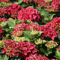 Гортензія крупнолистова Хот Ред купить