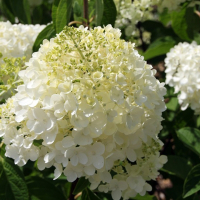 Гортензія мітловидна Сільвер Долар купить