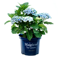 Гортензия крупнолистная Magical Four Seasons купить