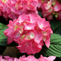 Гортензия крупнолистная Дива Фьере купить