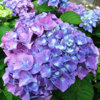 Гортензия крупнолистная микс купить