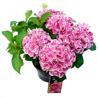 Гортензія крупнолистова Royalty Collection мікс купить