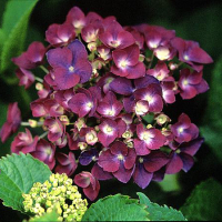 Гортензія крупнолистова Holehird Purple купить