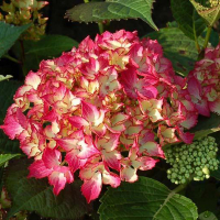 Гортензия крупнолистная Selma купить