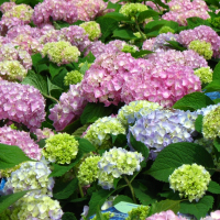 Гортензія крупнолистова Endless Summer купить