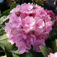 Гортензія крупнолистова Forever&Ever мікс купить