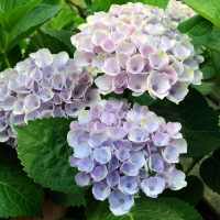 Гортензия крупнолистная Magical Four Seasons купить