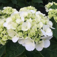 Гортензия крупнолистная микс купить