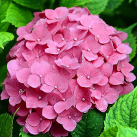 Гортензія крупнолистова мікс купить