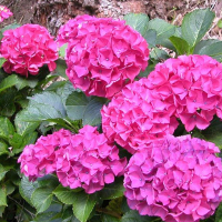 Гортензія крупнолистова Альпенглюхен купить