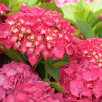 Гортензия крупнолистная Сибилла купить