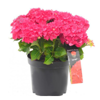 Гортензія крупнолистова Хот Ред купить