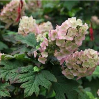 Гортензия дуболистная Бургунди купить