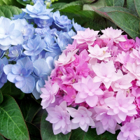 Гортензія FLAIR & FlAVOURS міх 30/40 с5 купить