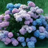 Гортензія крупнолистова BODENSEE 40/50 см с7,5 купить